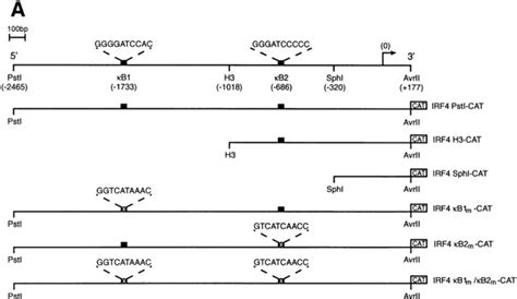 Functional Analysis Of The Murine Irf Promoter A Schematic