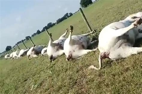 23 Cows Struck By Lightning All Die In A Row Eerie Footage Reveals