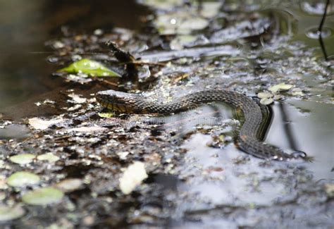 Broad-Banded Water Snake Swimming Stock Image - Image of alive, herpetology: 121360899