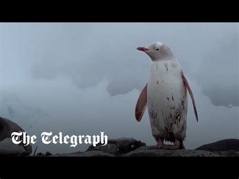 Rare white penguin spotted in Antarctica - The Global Herald