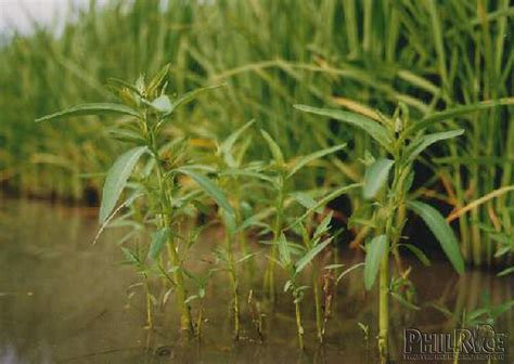 Sphenoclea Zeylanica Rice Photos Flickr