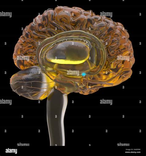 Hypothalamus In The Brain Cutaway Computer Illustration Showing The