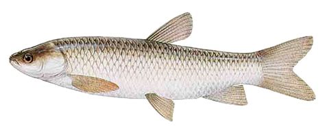 Grass Carp Ctenopharyngodon Idella