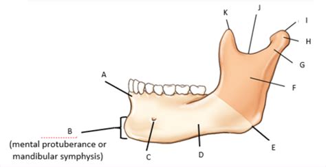 Mandible TMJ Flashcards Quizlet