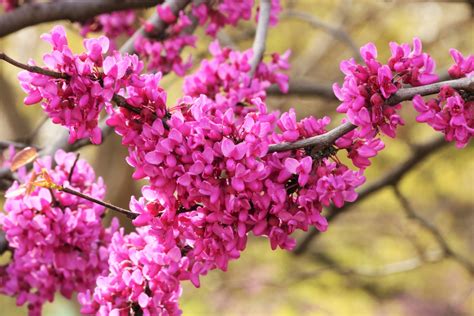 Redbud Tree Blossoms Close Up 2 Free Stock Photo Public Domain Pictures