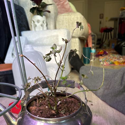 Ultimate Guide to Peppermint 'Black Mitcham'