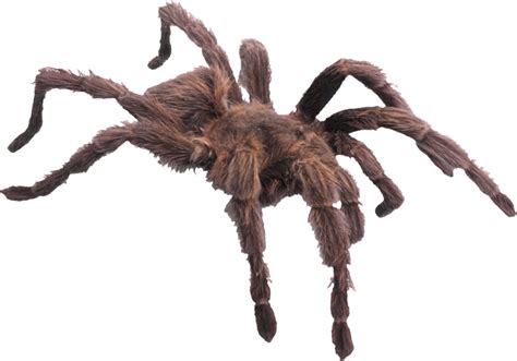 Spider Png Image Transparent Image Download Size 1637x1145px