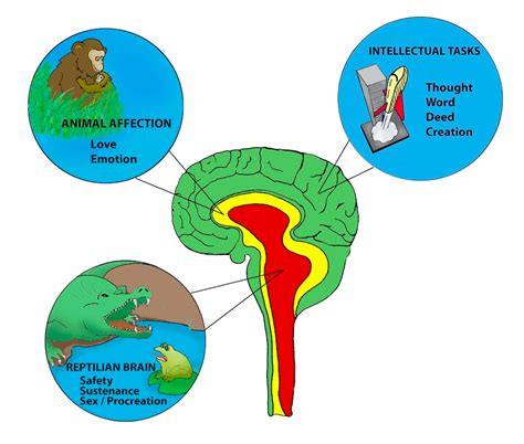 A Brief Overview Of The Developing Brain How You Can Help Your Kids