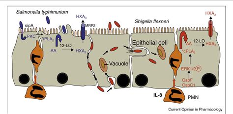 Figure From The Role Of Neutrophils In The Event Of Intestinal