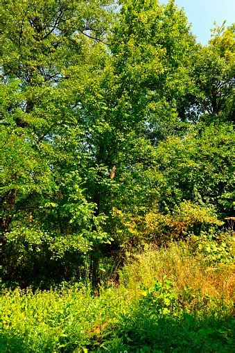 Late Summer Trees Stock Photo - Download Image Now - 2015, Agricultural ...