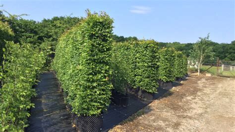 Hornbeam Hedges — Hampshire Hedges