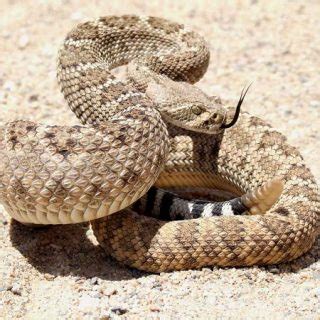 Western Diamondback Rattlesnake Facts and Pictures