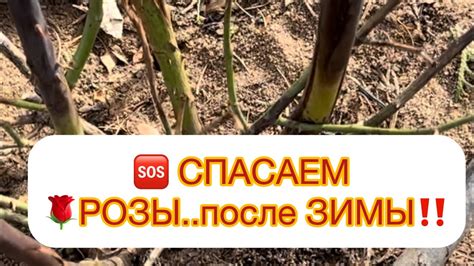 🆘 СПАСАЕМ РОЗЫ 🌹 после ЗИМЫ‼️ЗАМЕРЗЛИ РОЗЫ - СМОТРЕТЬ ОБЯЗАТЕЛЬНО, В ...