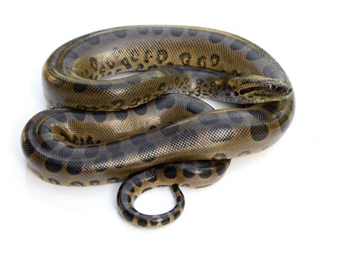 Green Anaconda Facts - CRITTERFACTS