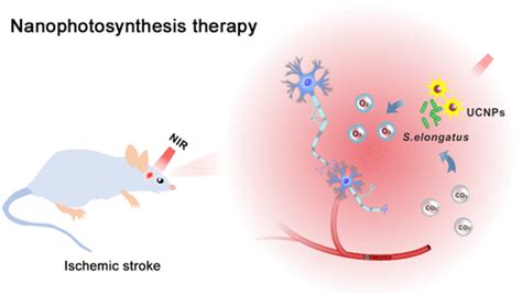 Oxygen Generating Cyanobacteria Powered By Upconversion Nanoparticles