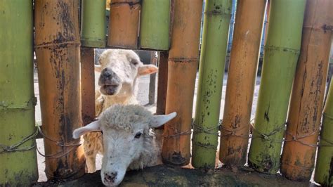 Waw Seru Ngasih Makan Domba Merino Di Kebun Binatang Surabaya