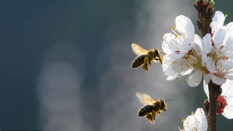 Frequently Asked Questions The Center For Pollinator Research