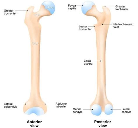 Greater Trochanter