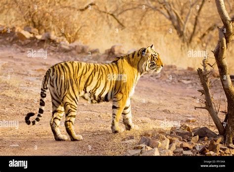 Tiger eating prey hi-res stock photography and images - Alamy