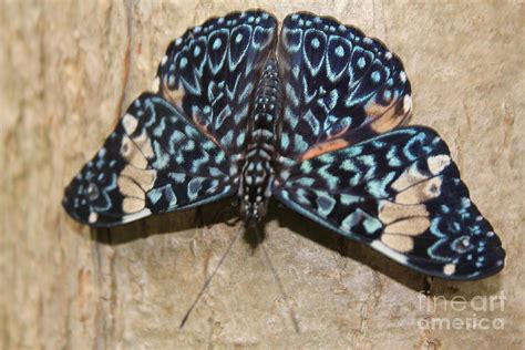 Hamadryas Butterfly Photograph by David Grant