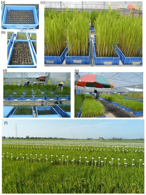 Overview Of Rapid Generation Advance Rga System A Seedling Trays Download Scientific