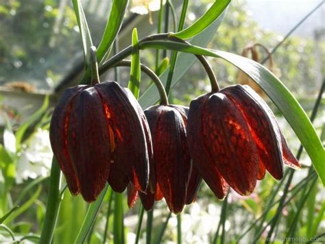 Red Fritillaria Montana Flowers Desicomments