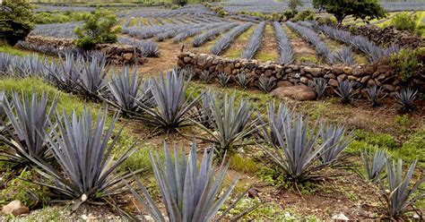 Agave Plant Tequila