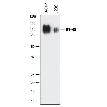 Anti B7 H3 Antibody AF1027 R D Systems