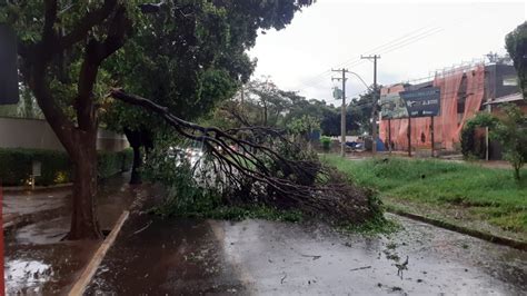 Chuva concentrada derruba árvores em Araraquara Portal Morada