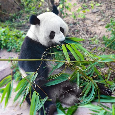 熊猫吃竹子高清图片下载 正版图片501313462 摄图网