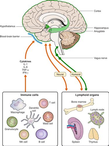 Pavlovian Conditioning Of Immunological And Neuroendocrine Functions