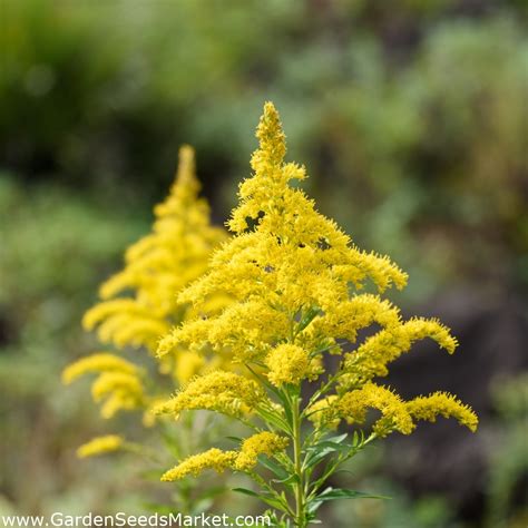 Graines De Verge D Or Du Canada Gerbe D Or Solidago Canadensis