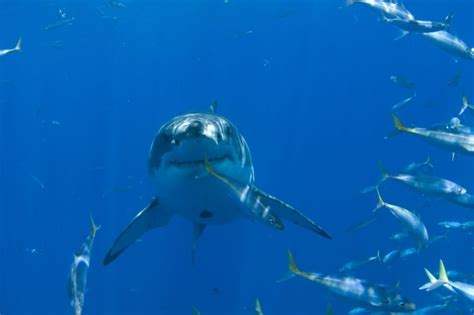 Conservationist Spy Great White Shark Off Cape Cod Coast