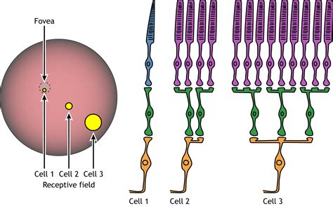 Vision The Retina Introduction To Neurobiology