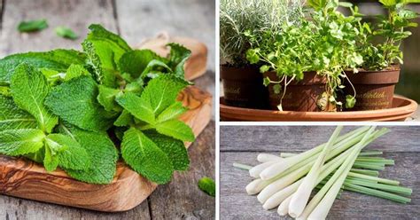 Five Herbs For Your Kitchen Garden