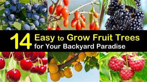 14 Easy to Grow Fruit Trees for Your Backyard Paradise