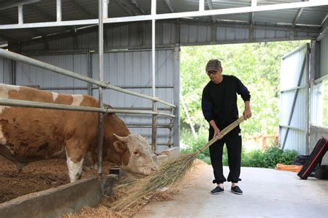 浙报聚焦丨西牛东送！这位温商将3万头“高原牛”送上浙江餐桌