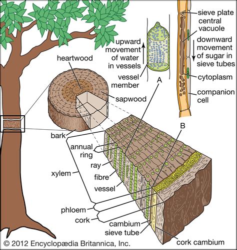 Xylem Definition Location Function And Facts Britannica