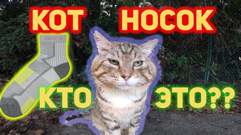 Кот носок из тик тока - 97 фото