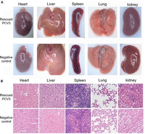 Frontiers A Novel Technique For Constructing Infectious Cloning Of