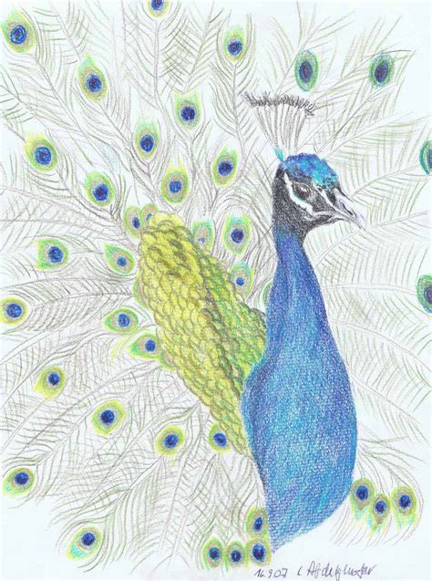 Top 999 Peacock Pencil Drawing Images Amazing Collection Peacock