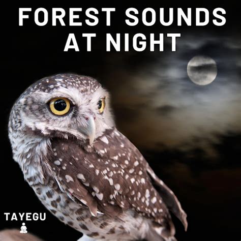 Forest Sounds At Night Owls Crickets Owl Summer Night 1 Hour Relaxing