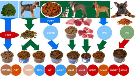 C Mo Elegir El Alimento Adecuado Para Tu Perro Mui