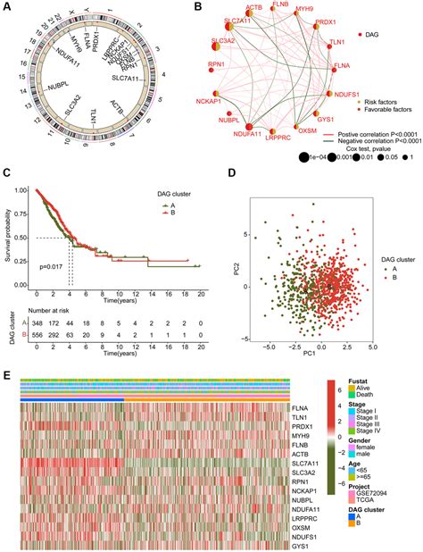 The Role Of Molecular Subtypes And Immune Infiltration Characteristics