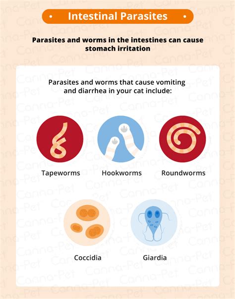 Causes of Vomiting & Diarrhea in Cats | Canna-Pet