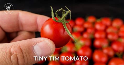 Tiny Tim Tomato A Guide To Growing This Small But Mighty Variety