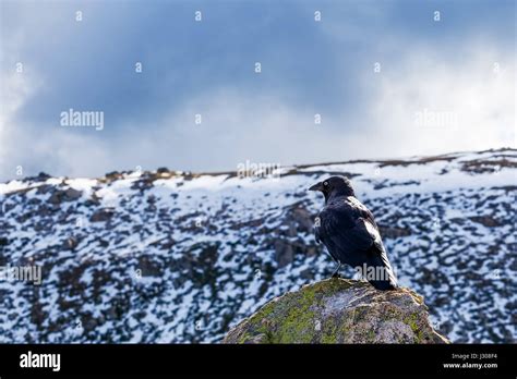 Australian Raven perching on a rock with snowy mountains in the background Stock Photo - Alamy