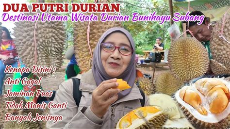 Pesta Durian Di Kebun Durian Dua Putri Durian Subang Monggo Mampir