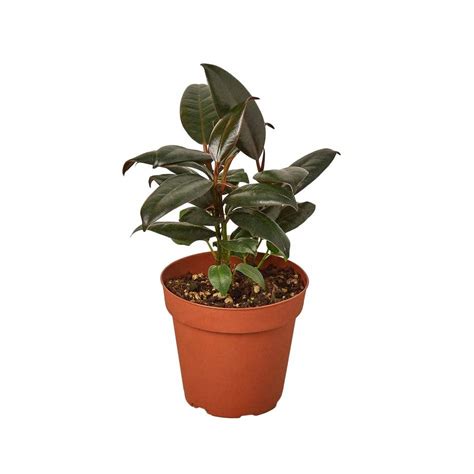 4″ Ficus Elastica ‘Burgundy’ – Joli Jardin