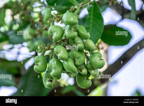 Green Cashew Nut Fruits On Cashew Tree Stock Photo Alamy